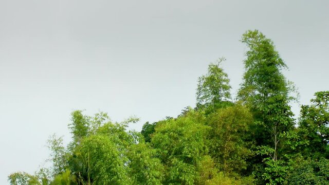 Jungle covered mountains on Panay island in the Philippines