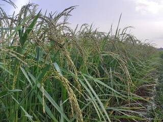 rice plantation