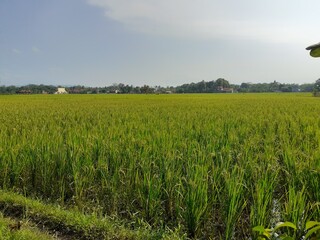 rice field