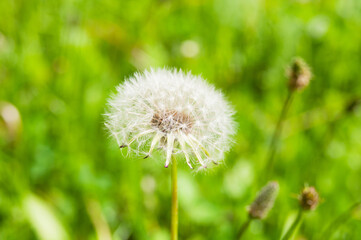 Dandelion close up on a green meadow background