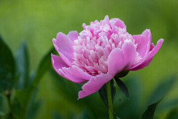 pink peony blossom