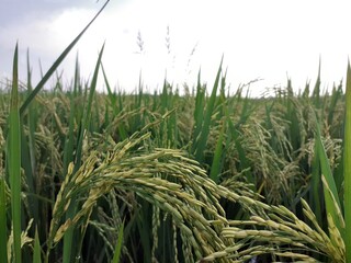 rice field in the wind