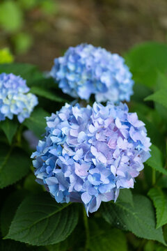 Blue Endless Summer Hydrangea Blooms