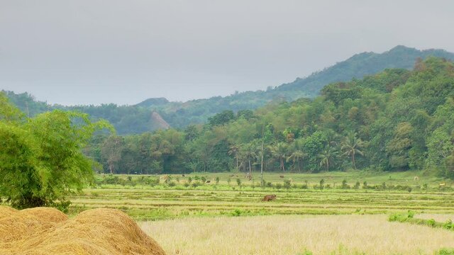 Mung bean field on Panay island Philippines