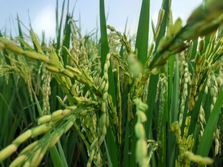 Fototapeta premium rice field