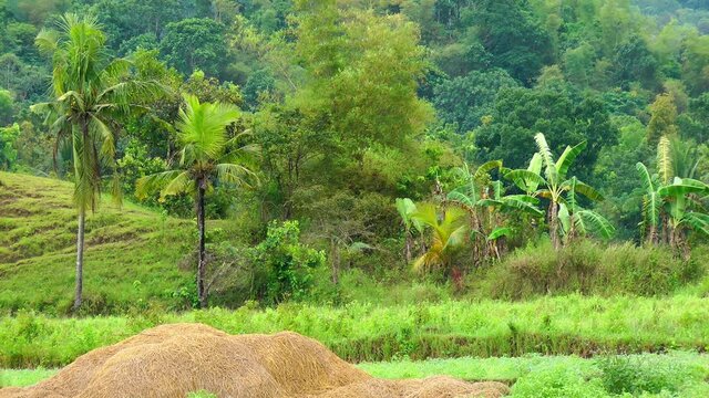 Mung bean field on Panay island Philippines