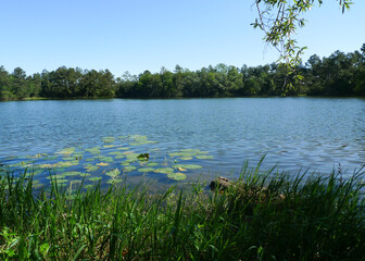 A pond with a natural shoreline of native grass and trees provides a healthy habitat for aquatic animals and is an important part of a healthy ecosystem.