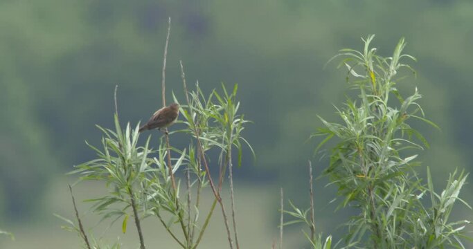 Sedge Warbler song bird climbs to the top of tall reed grass to sing slow motion