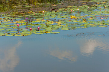 Lotus flowers in the pond