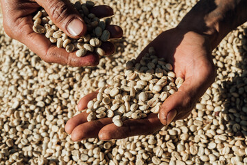 Process Coffee beans, Coffee Processing drying.