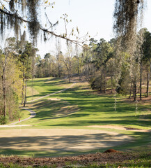 Obraz premium A background image depicting a golf course fairway landscaped with native grasses and trees with Spanish Moss that provides cover and food for birds, insects and white tail deer