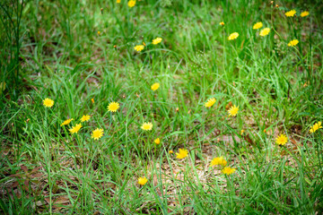 A background image depicting a sunny natural meadow habitat with wild Dandelion and grass