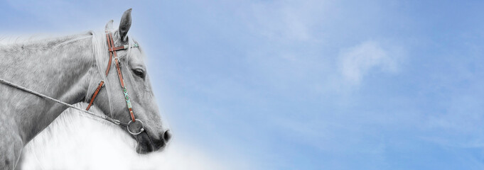 Fototapeta premium Horse head portrait against the sky. Colorful bridle. Panorama. Banner with place for text.