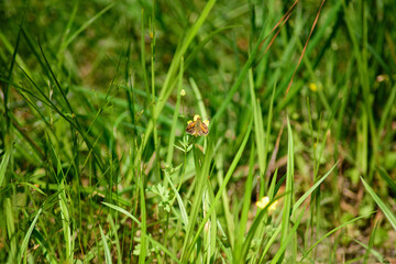 A background image depicting biodiversity in a sunny meadow habitat with tall grass and pollination by insects