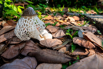 Dancing mushroom growing on the ground full of dry leaves