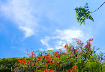 Red flower and brown pod of flame tree on sky background