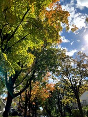 Naklejka premium trees in autumn