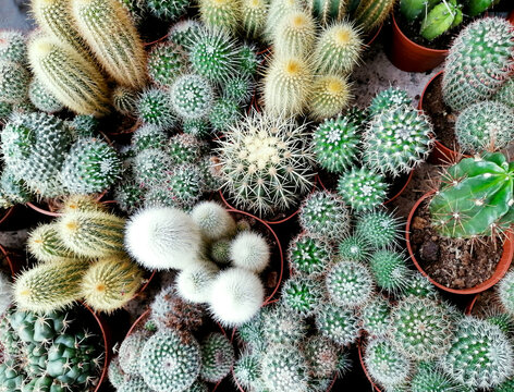 Beautiful small cactuses mixture top view stock images. Green cacti background stock images. Different types of cacti plants close-up stock photo