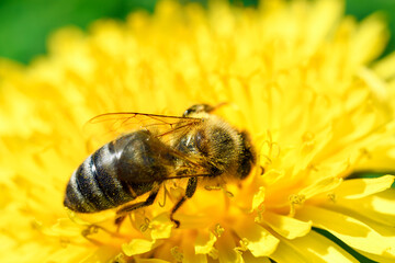 Macro shot of a honey bee collecting pollen of dandelion flower. High resolution image, perfect for interior decoration in Healing by Nature Fine Art Design style.