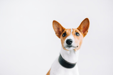 Portrait of red white basenji dog isolated on white background with copy space.