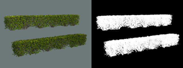 A variety of ivy and shrubs
