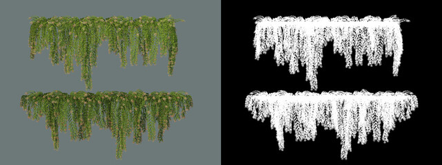 A variety of ivy and shrubs
