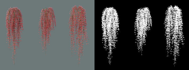 A variety of ivy and shrubs  © jomphon