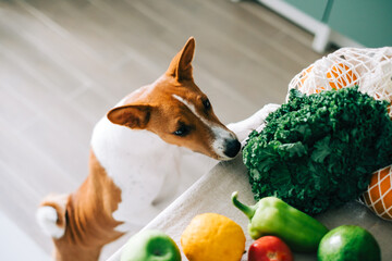 Fototapety  Curious Basenji dog puppy climbs on the table with fresh vegetables at home in the kitchen.