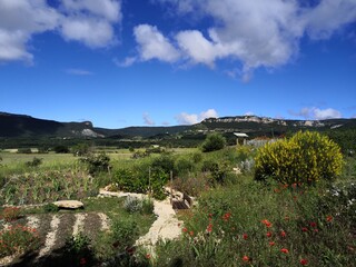 sheep in the mountains