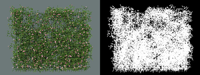 A variety of ivy and shrubs
