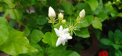 Fototapeta premium Jasmine flowers