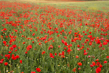 Beautiful blooming poppy field in summer. Background of a poppy field.