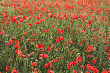 Beautiful blooming poppy field in summer.	