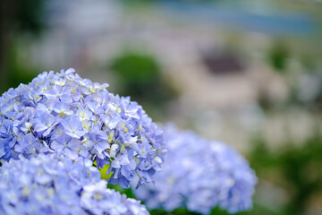 紫陽花の花
