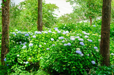 下仁田あじさい園