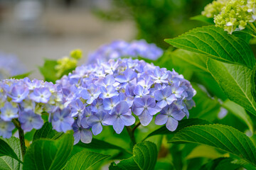 紫陽花の花