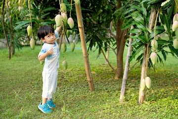 Little asian boy holding mango fruit on tree in organic farm