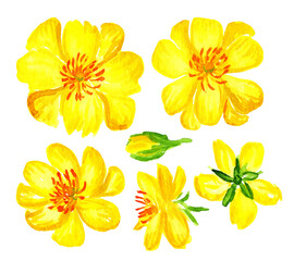 Watercolor yellow apricot flower set. Mai bong, Hoa mai ,the flowers of traditional Vietnamese new year. Ochna blossom - 438982306