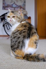 A small cat sitting in the middle of an empty room and looking into the lens. This is the Exotic cat breed. It is similar to a Persian cat, but has short hair.