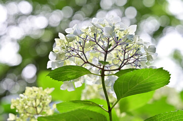 四国香川県の紫陽花アジサイ