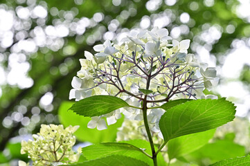 四国香川県の紫陽花アジサイ