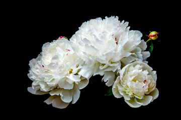 Vintage bouquet Creative Art of Peony plant. Blossom bulbs of natural Flower Peonia. Garden flowers in full bloom isolated on black. Floral background. Natural pattern wallpaper texture. Floral card. 