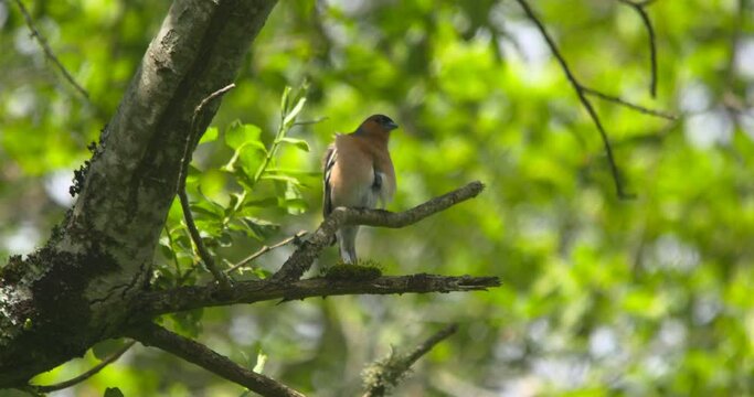 Chaffinch bird singing and preening feathers on tree branch summer green leaves