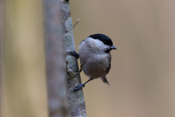 Mésange nonnette Parus palustris en gros plan