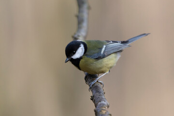 Mésange charbonnière Parus major en gros plan