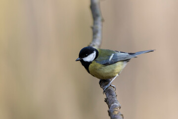 Mésange charbonnière Parus major en gros plan