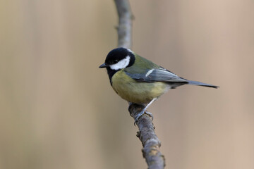 Mésange charbonnière Parus major en gros plan