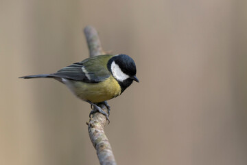Mésange charbonnière Parus major en gros plan