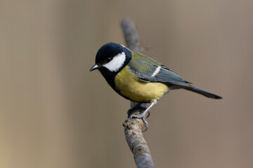 Mésange charbonnière Parus major en gros plan