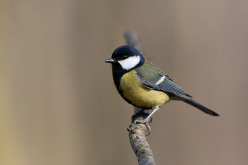 Mésange charbonnière Parus major en gros plan